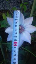 マトカ2番花の身長測定