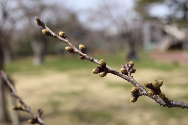 仙台・西公園の桜