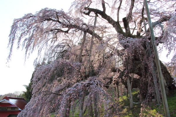 三春の滝桜４