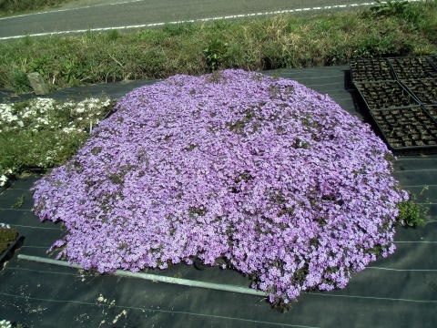 芝桜完全無除草ほったらかしでもここまで行ける栽培 By 香川県でおかむらさきを咲かせる方法