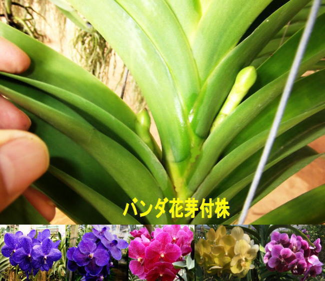 タイ洋蘭バンダ花芽付株 仕入は日本語でｏｋ １ヶ月で開花出荷できる開花株で温室が３回転可能 退職後タイで年金暮らし 洋蘭バンダ営利栽培