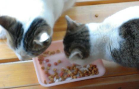 地域猫の２匹の兄妹猫にも人類滅亡より餌に御飯粒を混ぜて食べさせてるデジカメショット