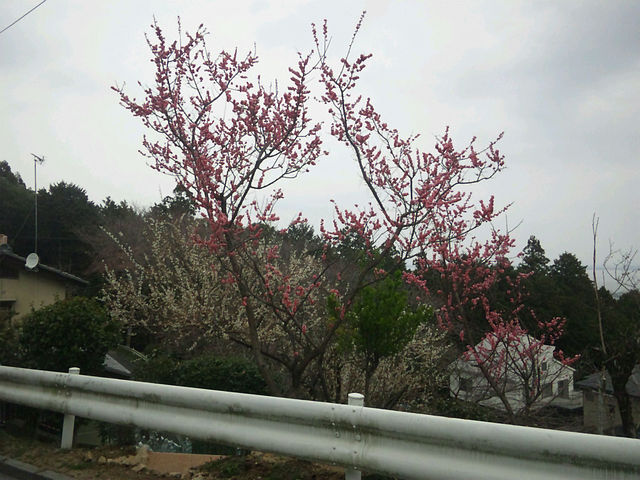 桜と梅s