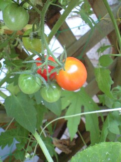 写真は昨年夏に作ったトマト。土にはたくさんのミミズを飼いました。