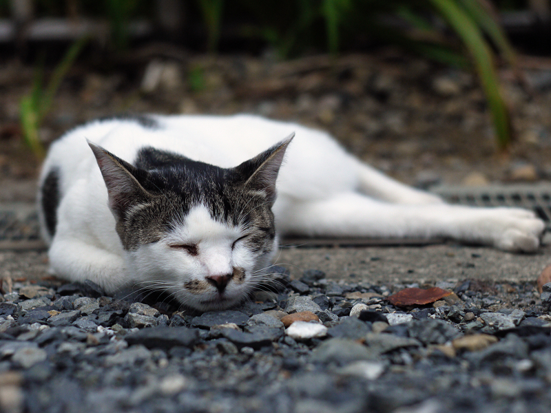 玉砂利で寝てるネコ