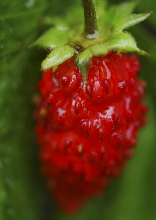 wildstrawberry.jpg