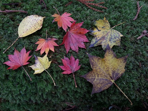林床の秋