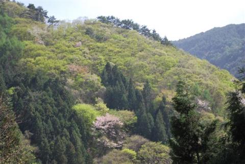 新緑と山桜