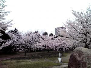 長居公園の桜 2013（広場の桜）