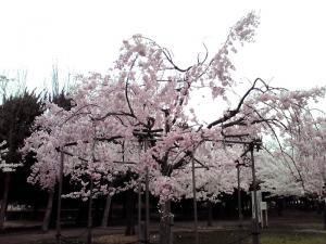 長居公園の桜 2013（広場の枝垂桜）