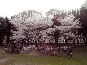 大泉緑地の桜 2013年（わんぱくランド）