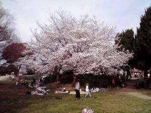 大泉緑地の桜 2013年（冒険ランド）