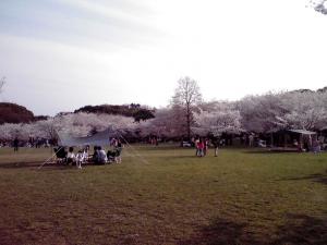 大泉緑地の桜 2013年（桜広場）
