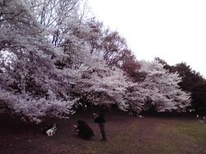 大泉緑地の桜 2013年（双ヶ丘 わんこの記念撮影）