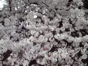 大泉緑地の桜 2013年（双ヶ丘 見下ろすように）