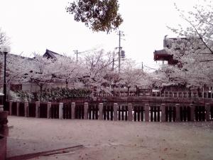四天王寺の桜 2013（丸池の桜）
