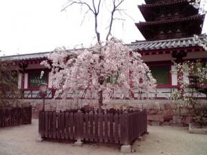 四天王寺の桜 2013（猫の門近くの枝垂桜）