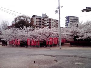 四天王寺の桜 2013（亀遊嶋 辯天堂の桜）