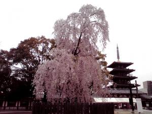 四天王寺の桜 2013（中心伽藍 西重門近くの枝垂桜）