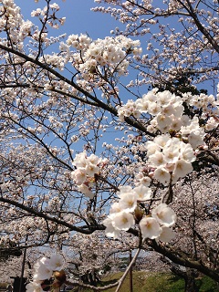 鶴岡公園 桜（2013） 1