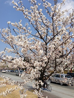 鶴岡公園 桜（2013） 2