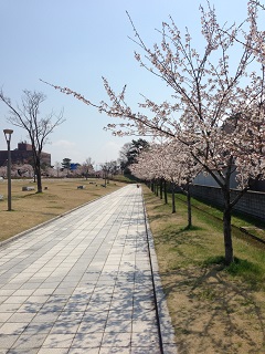 鶴岡公園 桜（2013） 3