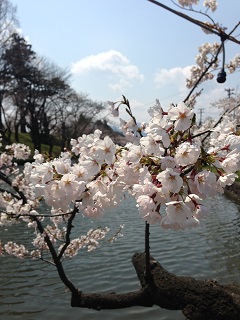 鶴岡公園 桜（2013） 6
