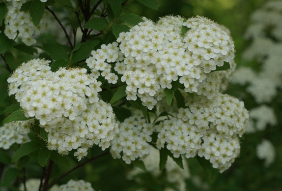 立派な枝振り♥花カット済♥コデマリ苗♥優雅に枝垂れ咲く愛らしい白い 