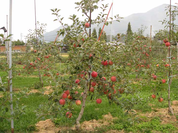 大きなりんごと小さなりんごの木の話 低農薬果樹栽培