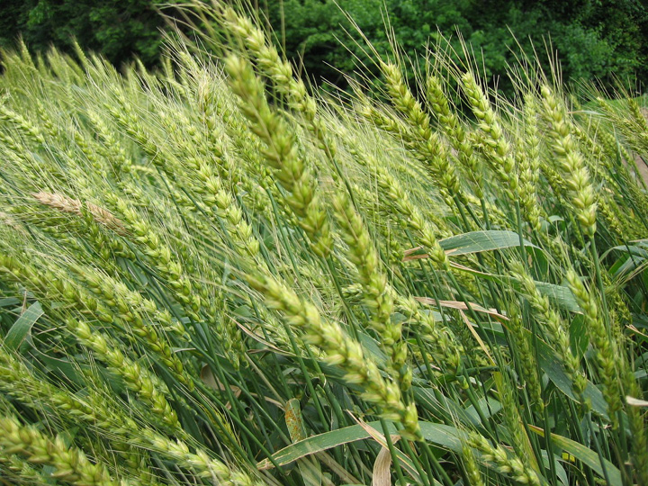 新鮮な麦 みたい な 雑草 最高の花の画像