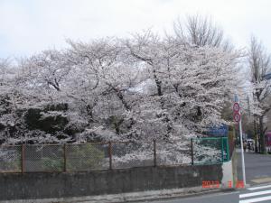 東京乗馬倶楽部の桜