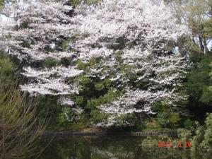 明治神宮の桜