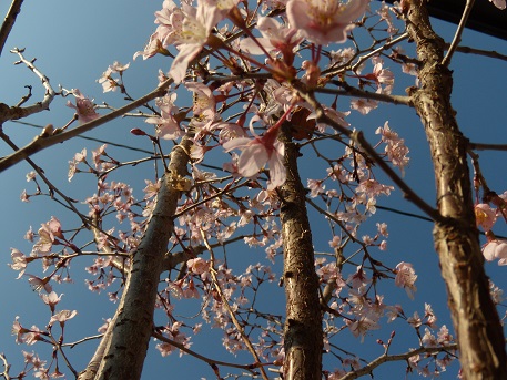 満開の桜 002