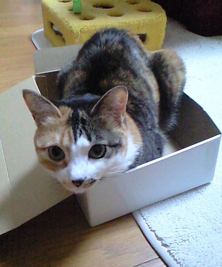 箱猫１