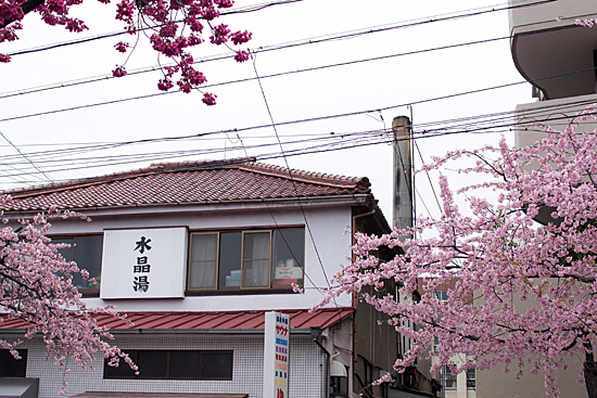 高岳桜-4
