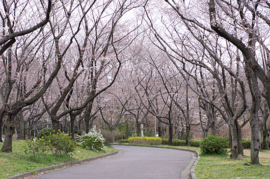 桜シーズン-3