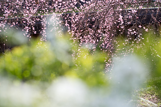 桜シーズン-4