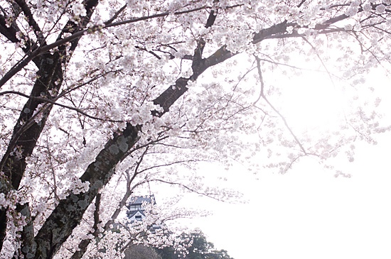 犬山桜-2