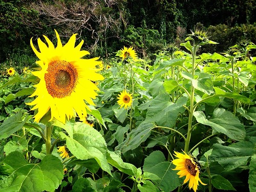 Okinawa sunflower