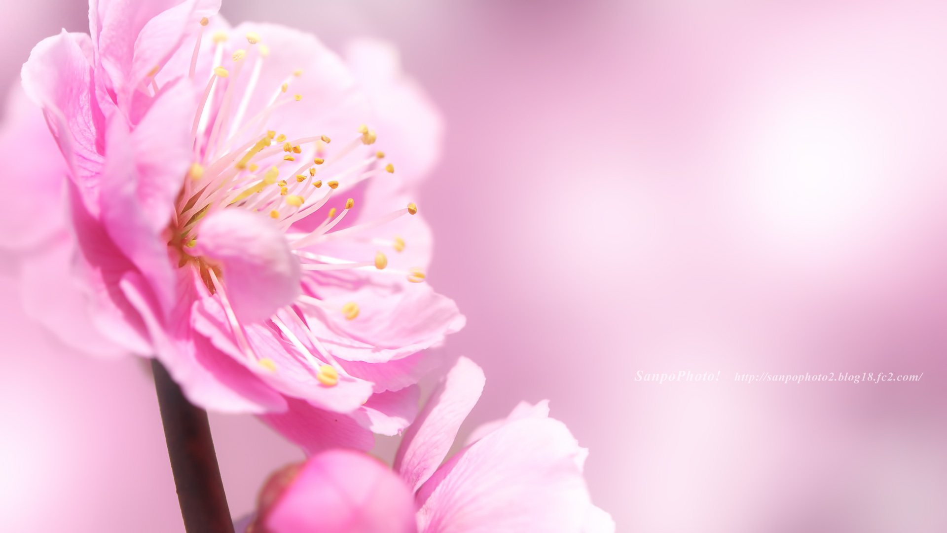 さんぽふぉと Sanpophoto 無料壁紙 梅の花