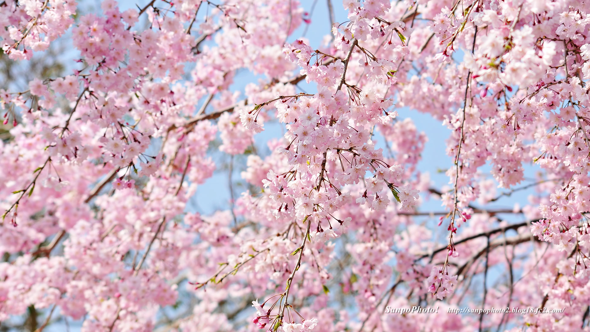最高桜 壁紙 Pc すべての美しい花の画像