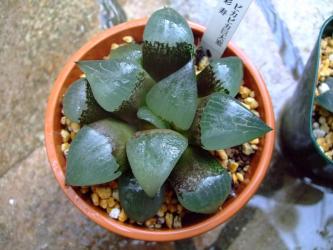 彩寿（Haworthia comptoniana × H. retusa Saiju）１２ｃｍ鉢に植え替えました！2011.08.29