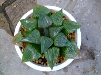 ハオルチア・コンプトニアナ(Haworthia retusa var comptoniana )12cm鉢に植え替えました！2011.08.29