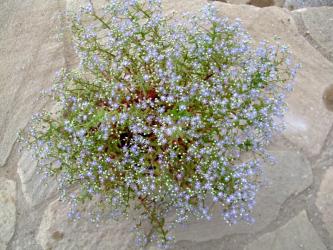 セダム　カウルレア（Sedum　caeruleum）ブルー花満開