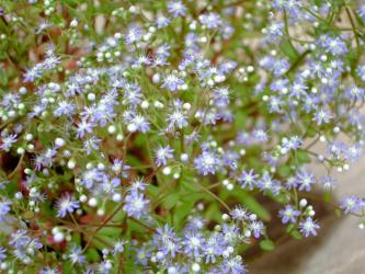 セダム　カウルレア（Sedum　caeruleum）ブルー花満開ワサワサ～ｗ
