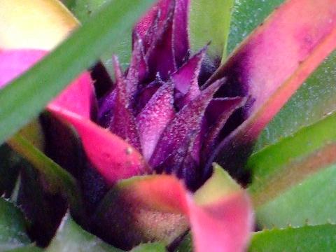 中心に紫の花！周りの葉がピンク・オレンジ色に～Aechmea recurvata. var. benrathii