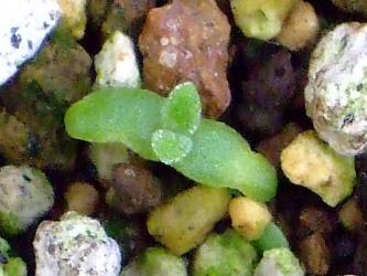 クリスタリナム（アイスプランツ）(Mesembryanthemum crystallinum)発芽苗2010.12.12