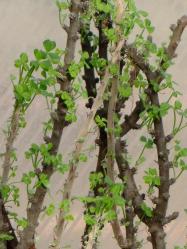 Oxalidaceae Oxalis gigantea （カタバミ科オキザリス属ギガンティア）原産国：ペルー。木質化する2010.12.15