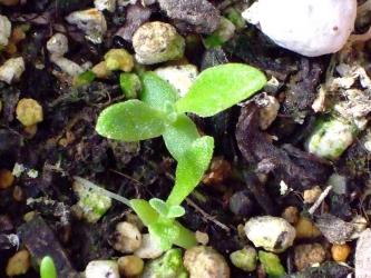 クリスタリナム（アイスプランツ）(Mesembryanthemum crystallinum)2010.12.26