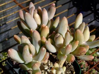 Pachyphytum pachyphtooides＝ 東美人（パキベリア　パキフィトイデス）